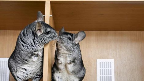 Rødfarvet urin Gnavere Chinchilla