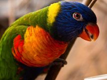 Den syge fugl, Dyrlægevagten