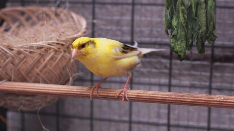 Forebyggelse af sygdom Fugle Generelt