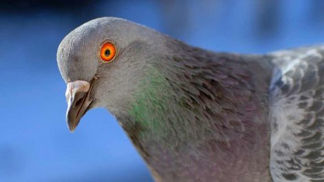 Fuglesang Fugle Generelt