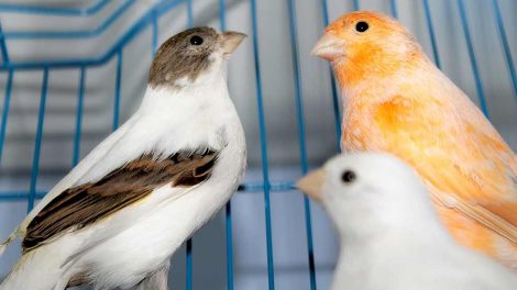 Fugleægget Fugle Generelt