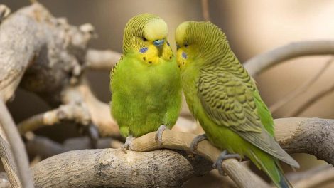 Køb af fugl Fugle Generelt