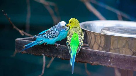 Burindretning Fugle Generelt