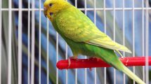 Dyreværnslov Fugle Generelt