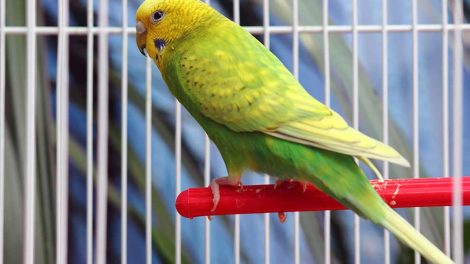 Dyreværnslov Fugle Generelt