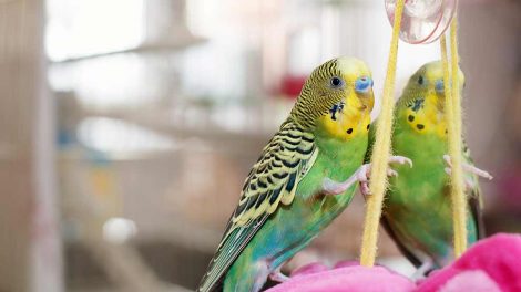 Misdannede æg Fugle Generelt