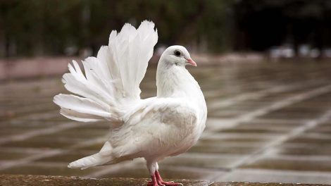 Øjet Fugle Generelt