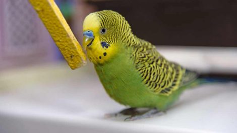 Klatterne Fugle Generelt