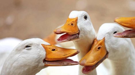 Øjensygdomme Fugle Sygdomme