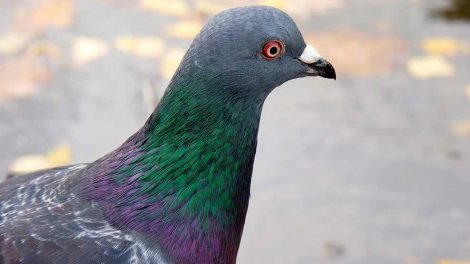 Behandling med varme Fugle Sygdomme