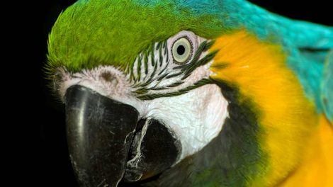 Kroforstoppelse Fugle Sygdomme