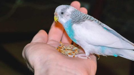 Ledbetændelse Fugle Sygdomme