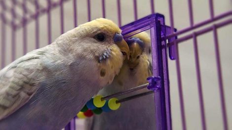 Lungebetændelse Fugle Sygdomme