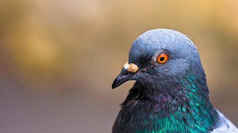 Læggenød Fugle Sygdomme