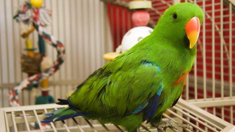 Medicinering Fugle Sygdomme