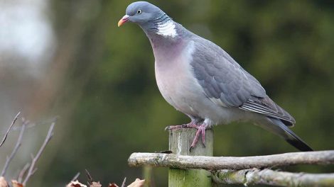 Opgylpning Fugle Sygdomme