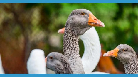 Papegøjesyge Fugle Sygdomme