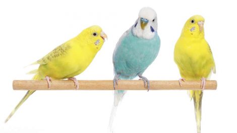 Tarmbetændelse Fugle Sygdomme