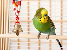 Coccidiose, Dyrlægevagten