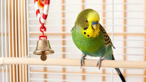 Coccidiose Fugle Sygdomme