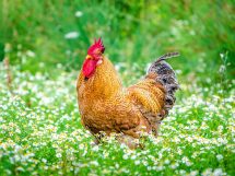 Luftrørsorm, Dyrlægevagten