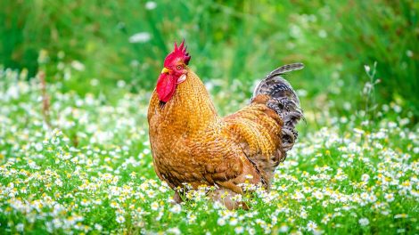 Luftrørsorm Fugle Sygdomme