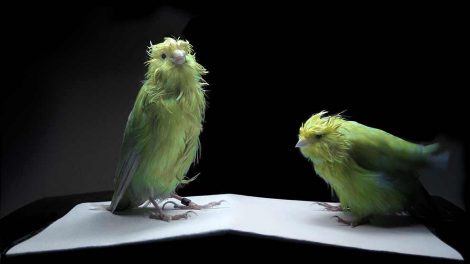 Mider Fugle Sygdomme