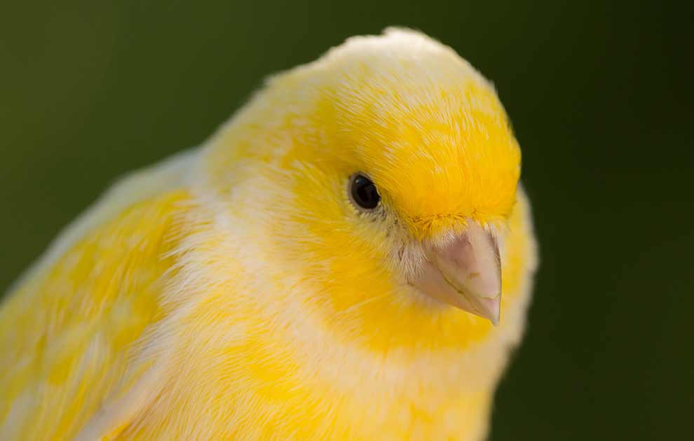 ABC i rigtig pleje – kanariefugle, Dyrlægevagten