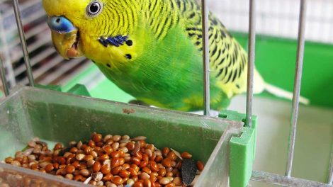 Paramyxovirus Fugle Sygdomme