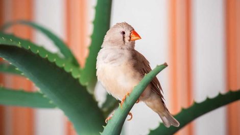 Aspergillosis Fugle Sygdomme