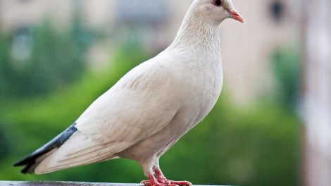 Fuglemiden Fugle Sygdomme