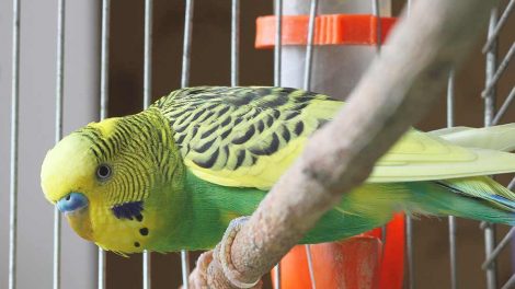 Kalkben Fugle Sygdomme