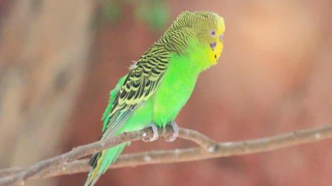 Gul knop Fugle Sygdomme