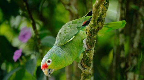 Newcastle disease Fugle Sygdomme