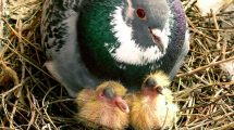Luftvejslidelser hos duer Fugle Sygdomme