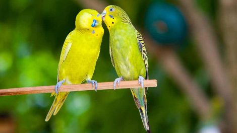 Gabesyge Fugle Sygdomme