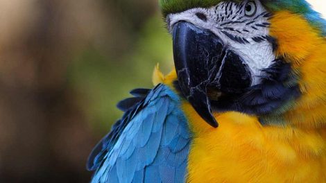 Fjersækmiden Fugle Sygdomme