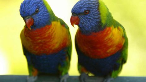 Fjerpilning Fugle Sygdomme