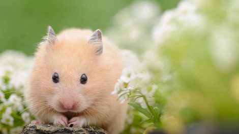 Fødsel Gnavere Hamster