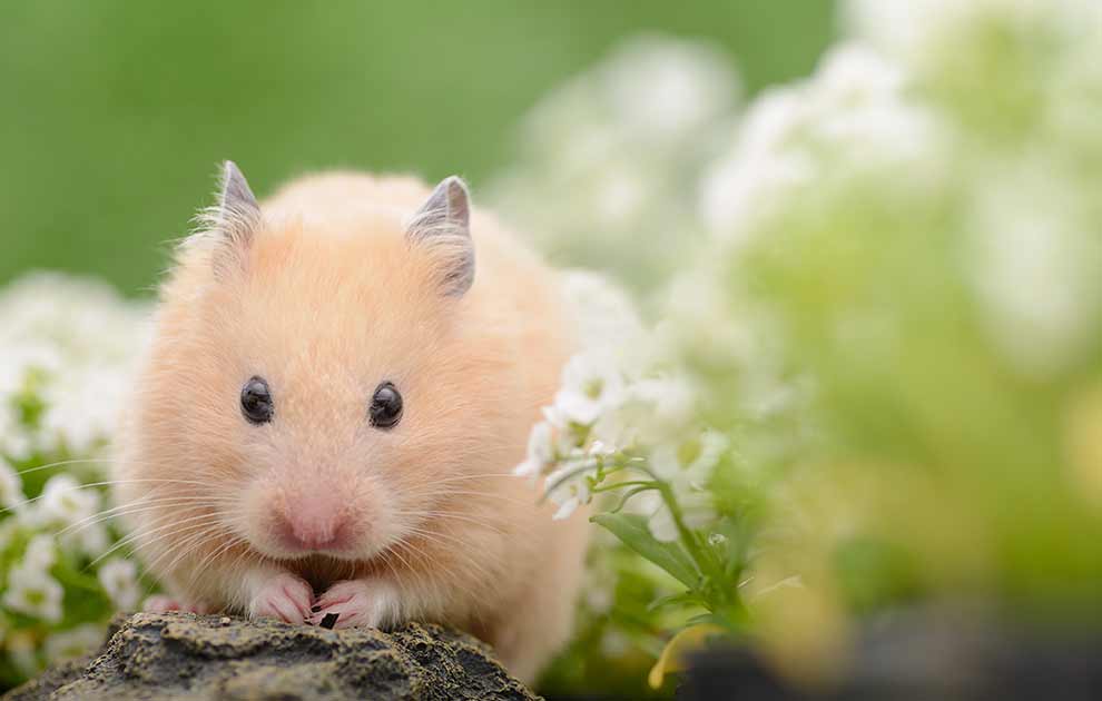 Fødsel Gnavere Hamster