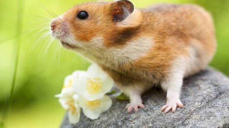 Tandfejl Gnavere Hamster