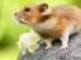 Tandfejl Gnavere Hamster