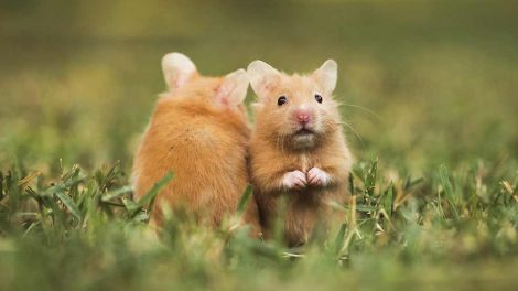 Diarré Gnavere Hamster