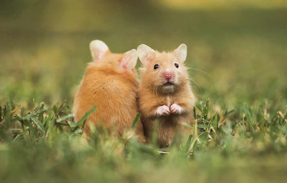 Diarré Gnavere Hamster
