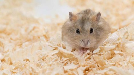 Kannibalisme Gnavere Hamster