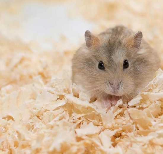Kannibalisme Gnavere Hamster
