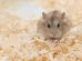 Kannibalisme Gnavere Hamster