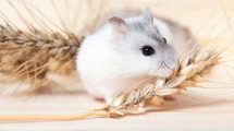 Mælkemangel Gnavere Hamster