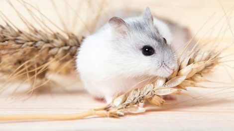 Mælkemangel Gnavere Hamster