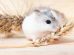 Mælkemangel Gnavere Hamster